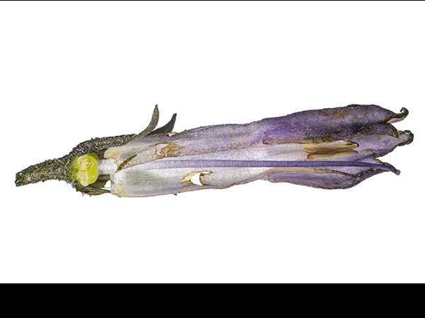 Symphytum agg, Russian Comfrey
