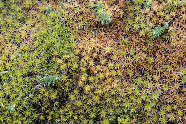 Syntrichia ruralis, Great Hairy Screw-moss