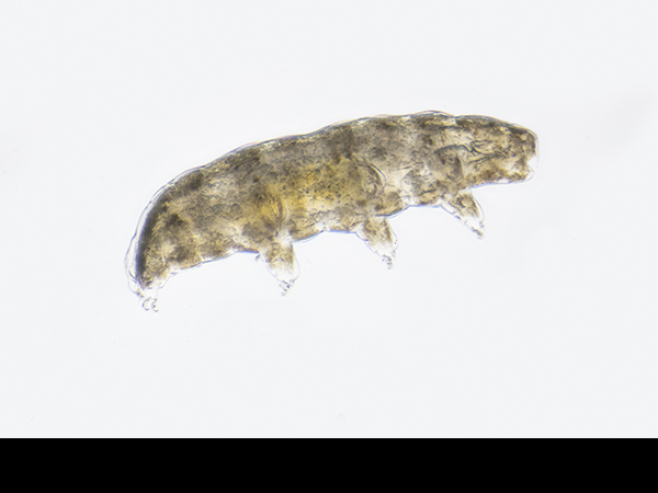 Tardigrade from moss