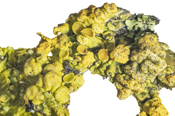 Telogalla olivieri, lichenicolous fungus