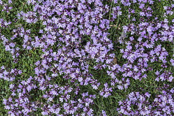 Thymus polytrichus, Thyme