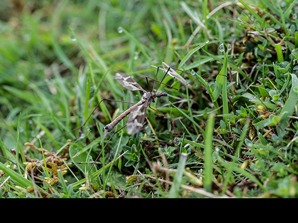 Tipula unca, Cranefly