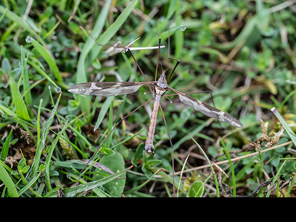 Tipula unca, Cranefly