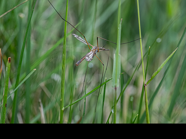 Tipula vernalis, Cranefly