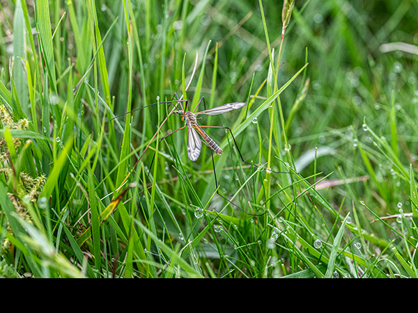 Tipula vernalis, Cranefly