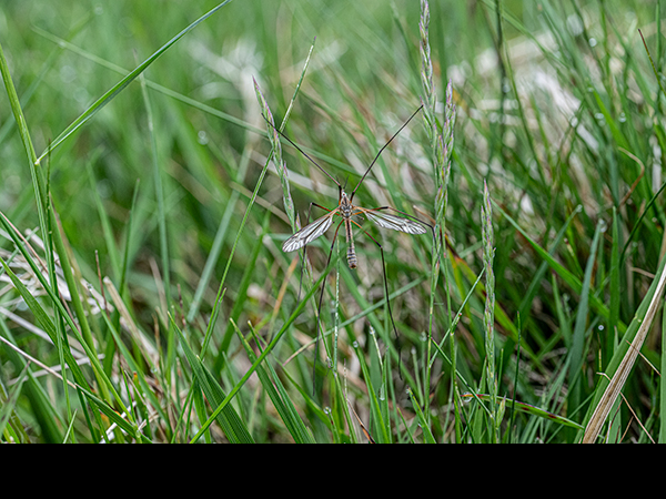 Tipula vernalis, Cranefly