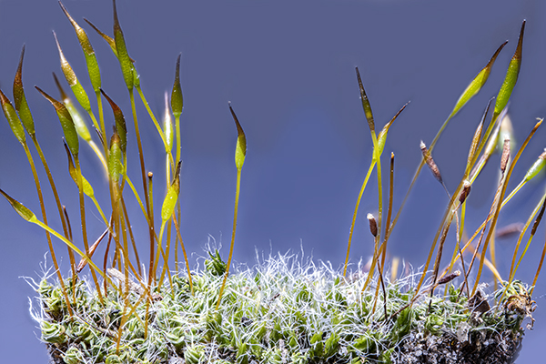 Tortula muralis, Wall Screw-moss