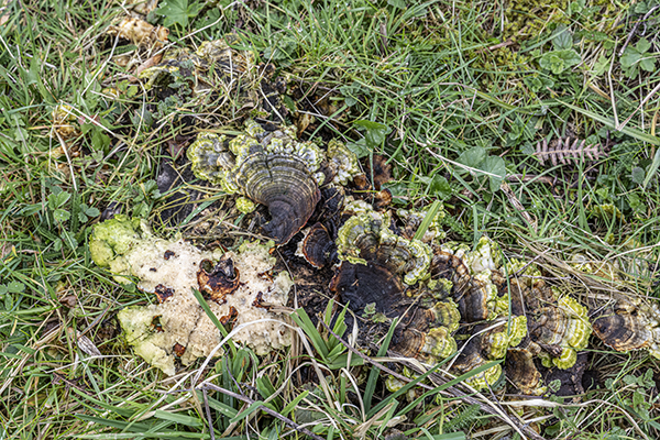 Trametes hirsuta, Hairy Bracket