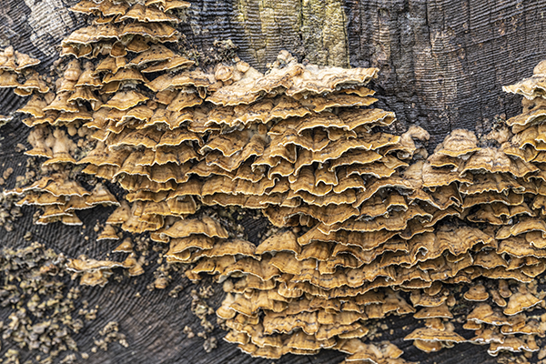 Trametes versicolor, Turkeytail