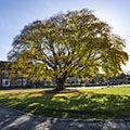Trees & shrubs