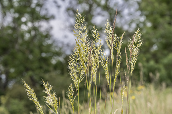 Trisetum flavescens, Yellow Oat-grass