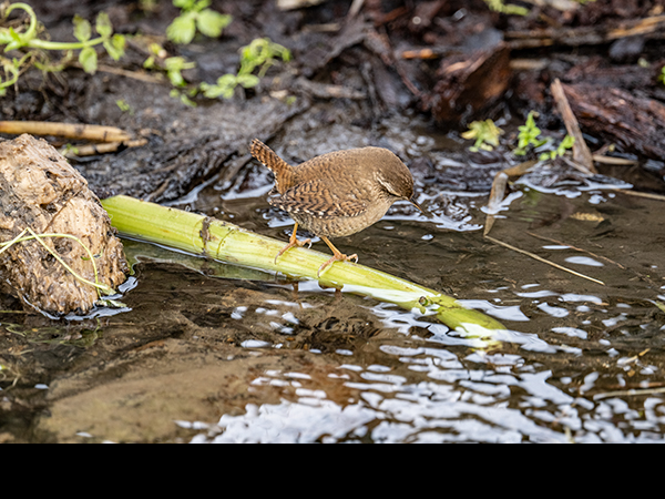 Troglodytes troglodytes, wren, hunting
