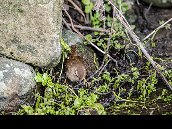 Troglodytes troglodytes, wren, hunting