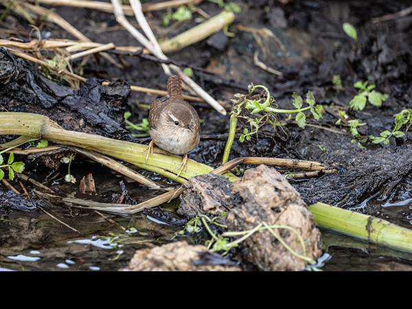Troglodytes troglodytes, wren, hunting
