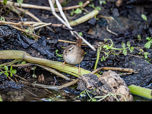 Troglodytes troglodytes, wren, hunting