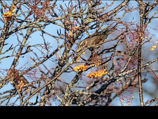 Turdus iliacus, Redwing