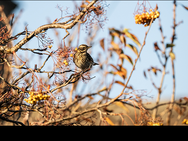 Turdus iliacus, Redwing