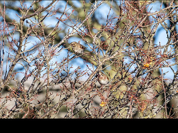 Turdus iliacus, Redwing