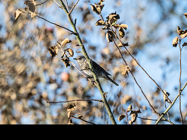 Turdus pilaris, Fieldfare