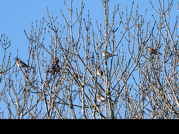 Turdus pilaris, Fieldfare on pasture