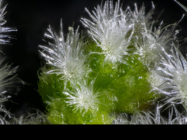 Urtica dioica, Stinging Nettle, female flowers