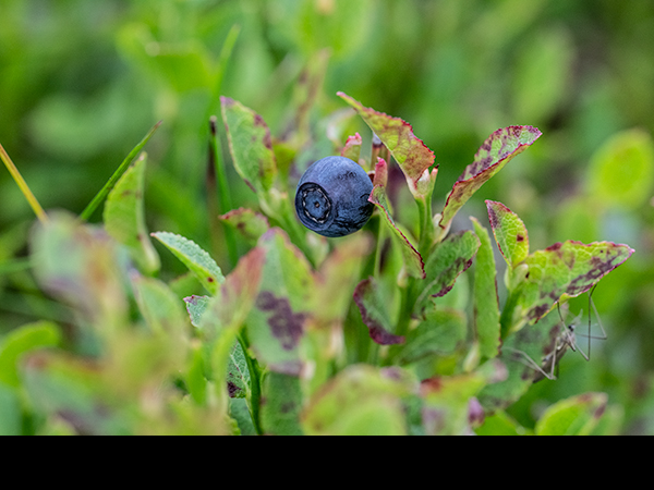 Vaccinium myrtillus, Bilberry