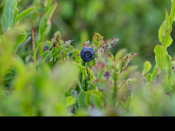Vaccinium myrtillus, Bilberry