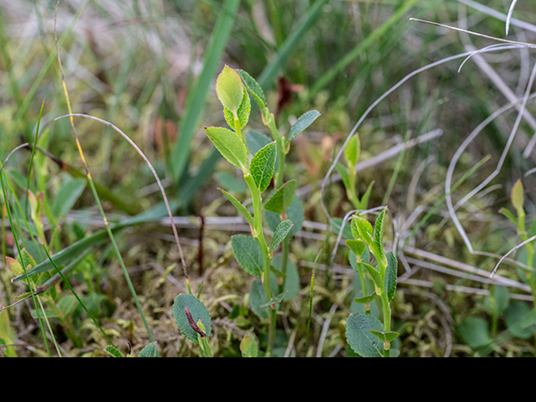 Vaccinium myrtillus, Bilberry