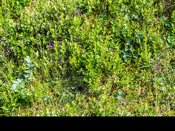 Vaccinium myrtillus, Bilberry