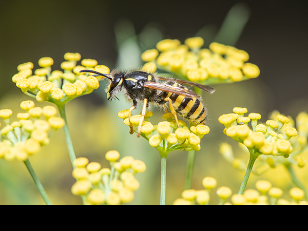 Vespula germanica, worker