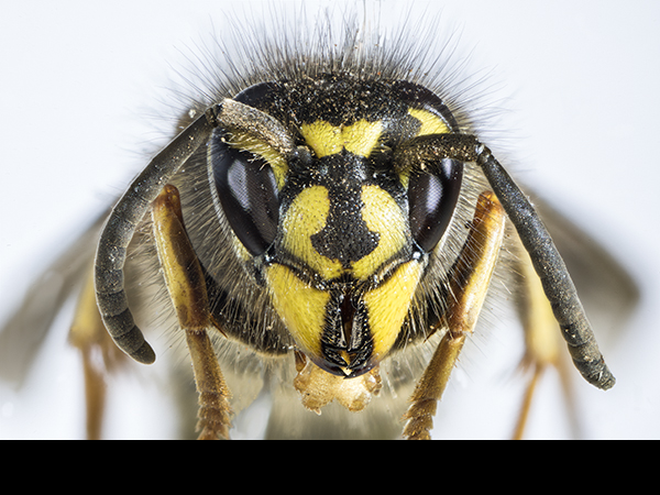 Vespula vulgaris, Common Wasp, face