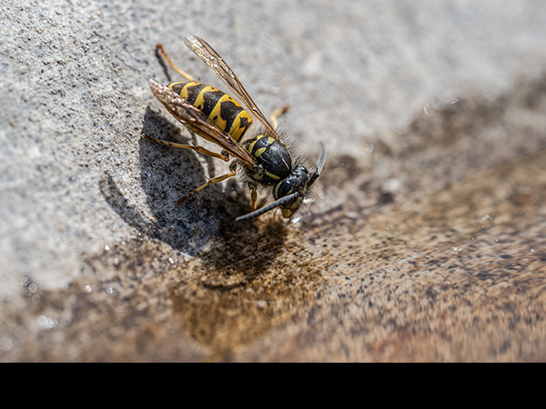 Vespula vulgaris, Common Wasp
