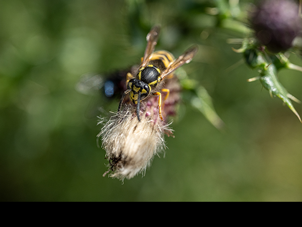 Vespula vulgaris, Common Wasp