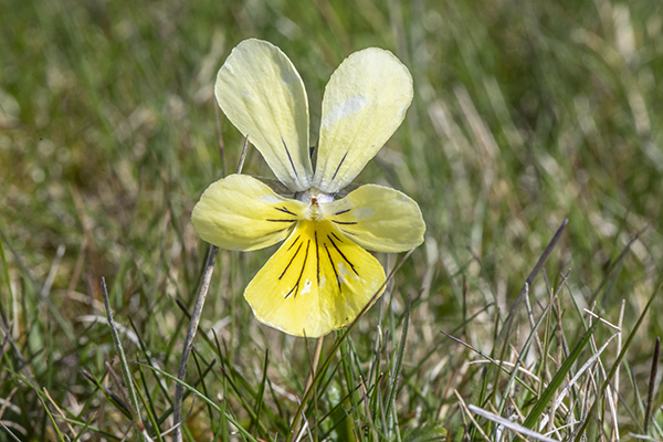 Viola lutea, Mountain pansy