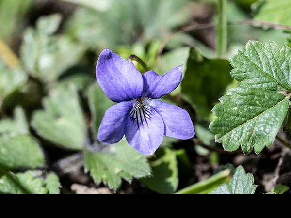 Viola riviniana, Common dog-violet