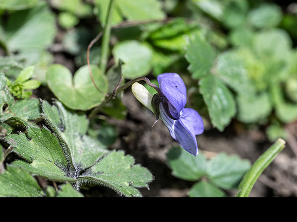 Viola riviniana, Common dog-violet