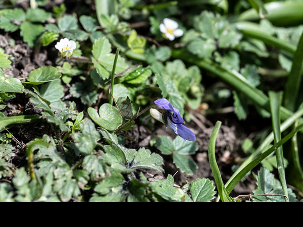Viola riviniana, Common dog-violet