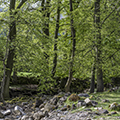 Woodland and scrub