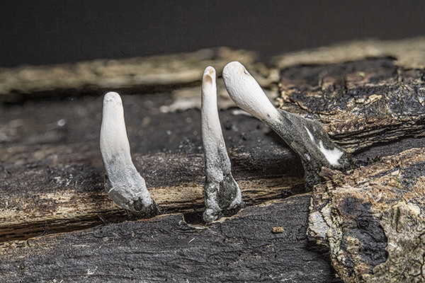 Xylaria hypoxylon, Candlesnuff Fungus
