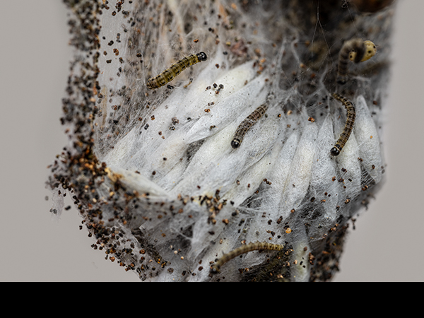 Yponomeuta malinellus, Apple Ermine Moth